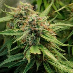 Royal Creamatic Auto - Royal Queen Seeds femminizzati