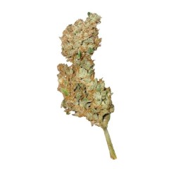 Royal Creamatic Auto - Royal Queen Seeds femminizzati