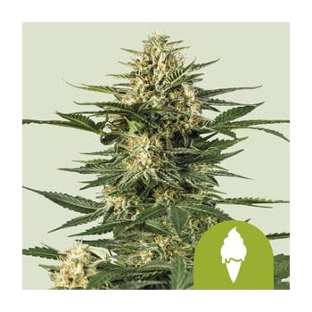 Green Gelato Auto - Royal Queen Seeds femminizzati