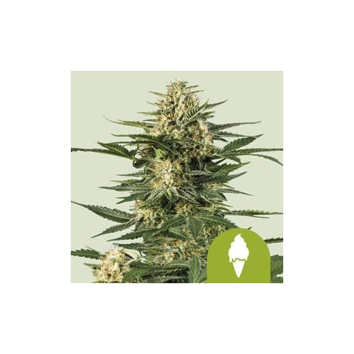 Green Gelato Auto - Royal Queen Seeds femminizzati