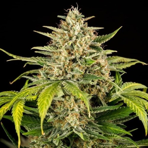 Green Gelato Auto - Royal Queen Seeds femminizzati