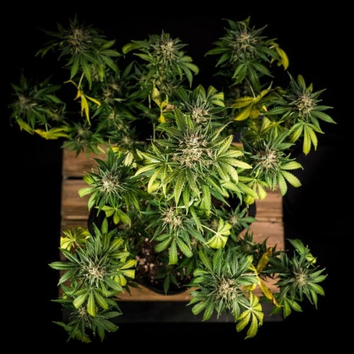 Green Gelato Auto - Royal Queen Seeds femminizzati