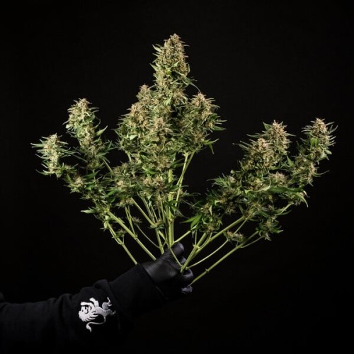 Green Gelato Auto - Royal Queen Seeds femminizzati