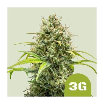 Triple G Auto 
- Triple G x Big Skunk Auto
- Indica 80% / Sativa 15% /  Ruderalis 5%