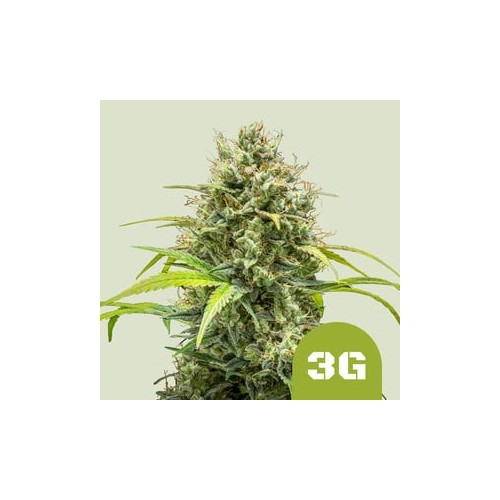 Triple G Auto 

- Triple G x Big Skunk Auto

- Indica 80% / Sativa 15% /  Ruderalis 5%