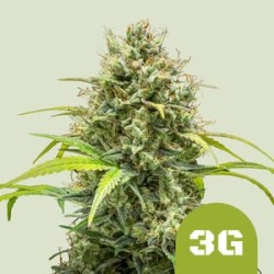 Triple G Auto 

- Triple G x Big Skunk Auto

- Indica 80% / Sativa 15% /  Ruderalis 5%