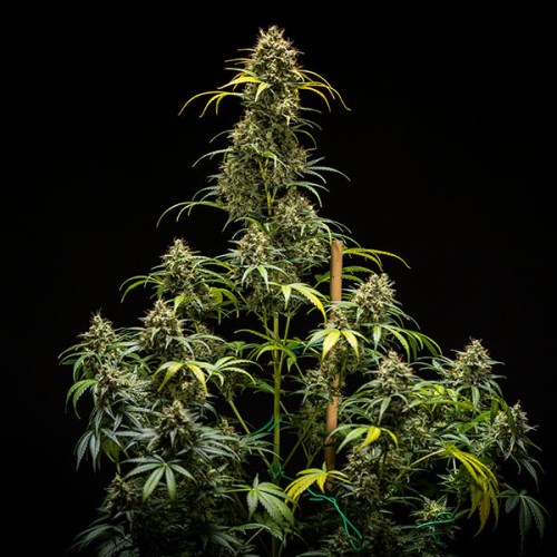 Triple G Auto - Royal Queen Seeds Auto...