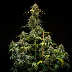 Triple G Auto - Royal Queen Seeds Auto femminizzati