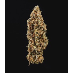 Triple G Auto - Royal Queen Seeds Auto femminizzati