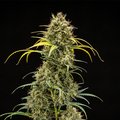 Triple G Auto - Royal Queen Seeds Auto...
