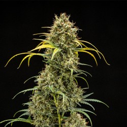 Triple G Auto - Royal Queen Seeds Auto femminizzati