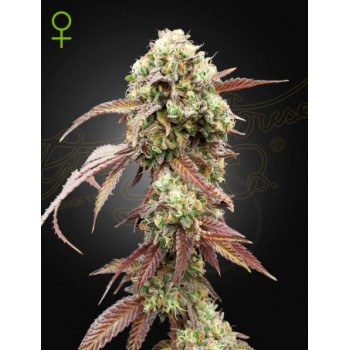 West Coast OG x Gelato Auto 41 - Green House Seeds...