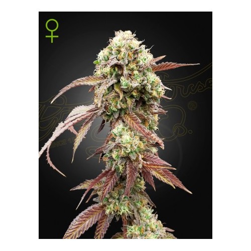 West Coast OG x Gelato Auto 41 - Green House Seeds femminizzati