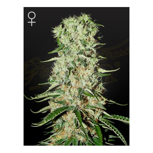 Damnesia - Green House Seeds femminizzati