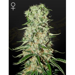 Damnesia - Green House Seeds femminizzati