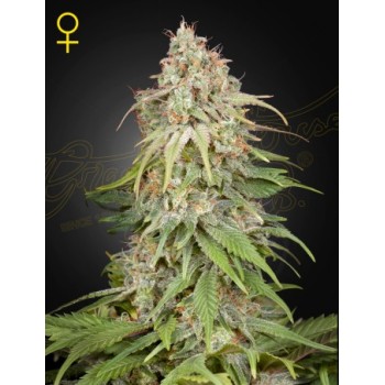 GH Amnesia
- Super Silver Haze x Afghan
- Sativa 65% / Indica 35%