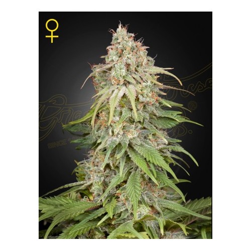 GH Amnesia

- Super Silver Haze x Afghan

- Sativa 65% / Indica 35%