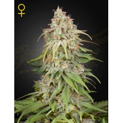 GH Amnesia

- Super Silver Haze x Afghan

- Sativa 65% / Indica 35%