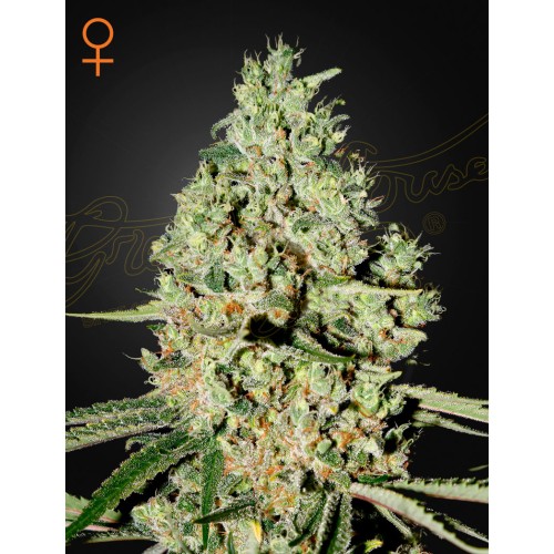 Super Critical - GreenHouse Seeds femminizzati