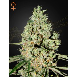 Super Critical - GreenHouse Seeds femminizzati