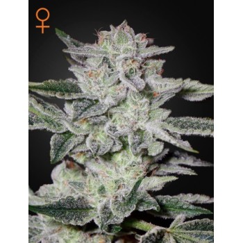Sweet Valley Kush
- Afghan Kush x Hindu Kush
- Indica 80% / Sativa 20%