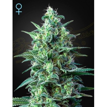 White Widow Auto CBD
- White Widow x High-CBD x Ruderalis
- Indica 40% / Sativa 40% / Ruderalis 20%