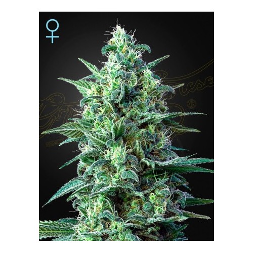 White Widow Auto CBD

- White Widow x High-CBD x Ruderalis

- Indica 40% / Sativa 40% / Ruderalis 20%