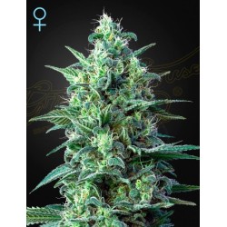 White Widow Auto CBD

- White Widow x High-CBD x Ruderalis

- Indica 40% / Sativa 40% / Ruderalis 20%