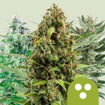 Mix Auto
- 8-10 Settimane