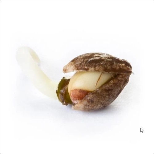 Mix Auto - Royal Queen Seeds femminizzati