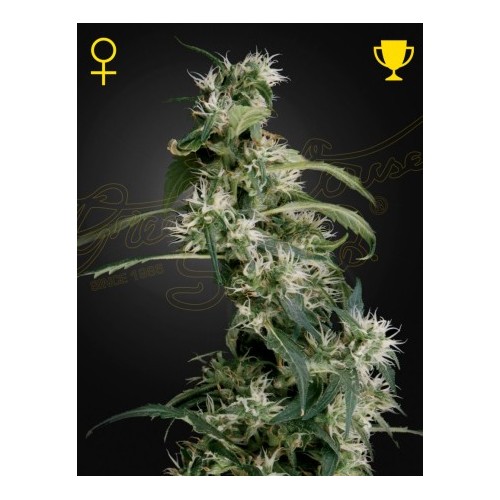 Mango Haze - Neville's Haze x Mango Haze x Laos - Sativa 80% / Indica 20%