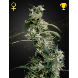 Mango Haze - Neville's Haze x Mango Haze x Laos - Sativa 80% / Indica 20%