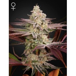 Chemical Bride - Green House femminizzati