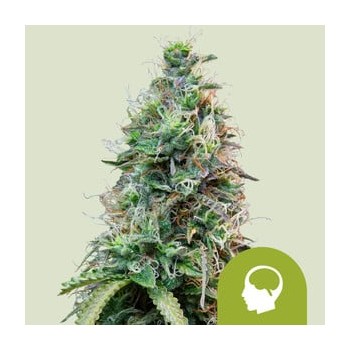 Amnesia Haze Auto
- Amnesia x Ruderalis
- Sativa 50% / Indica 20% / Ruderalis 30%