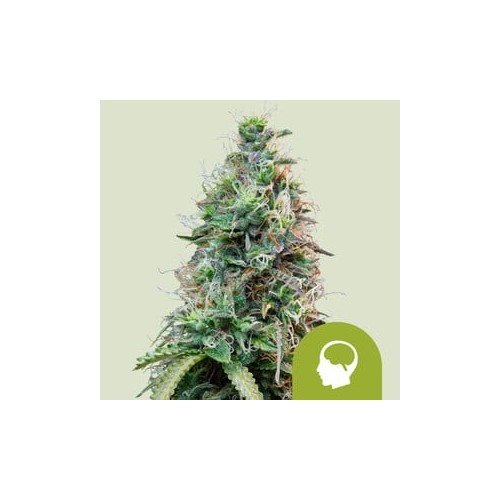 Amnesia Haze Auto

- Amnesia x Ruderalis

- Sativa 50% / Indica 20% / Ruderalis 30%