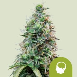 Amnesia Haze Auto

- Amnesia x Ruderalis

- Sativa 50% / Indica 20% / Ruderalis 30%