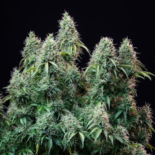 Amnesia Haze Auto - Royal Queen Seeds femminizzati