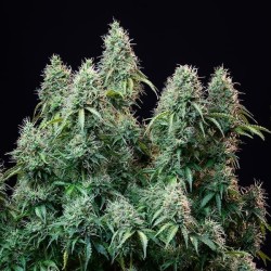 Amnesia Haze Auto - Royal Queen Seeds femminizzati