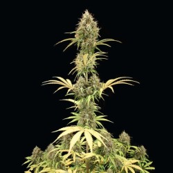 Amnesia Haze Auto - Royal Queen Seeds femminizzati