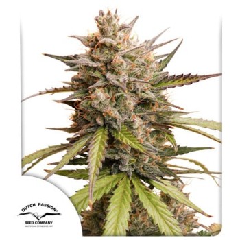 Auto Melonade Runtz
- Auto Pink Runtz x Melonade (Lemon Z x Lemon Tree)