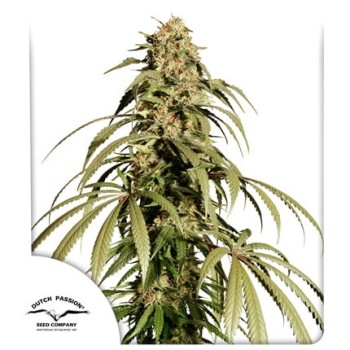 Ice Cream Haze Dutch Passion
- Crockett's Haze x Ice Cream Cake