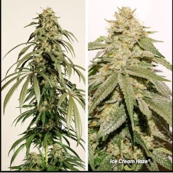 Ice Cream Haze Dutch Passion
- Crockett's Haze x Ice Cream Cake 2