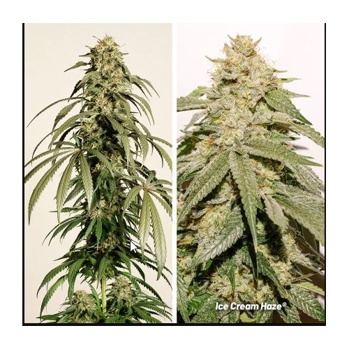 Ice Cream Haze - Dutch Passion femminizzati