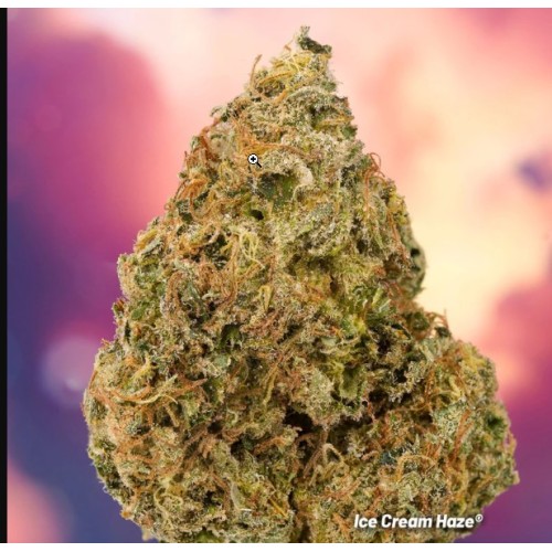 Ice Cream Haze - Dutch Passion femminizzati