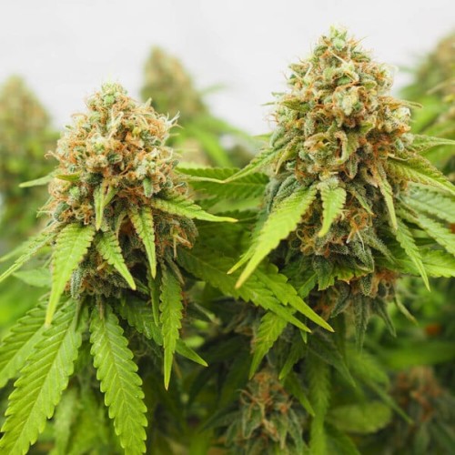 Critical - Royal Queen Seeds femminizzati