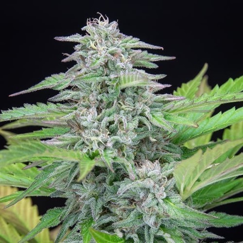 Critical - Royal Queen Seeds femminizzati
