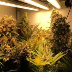 Critical - Royal Queen Seeds femminizzati