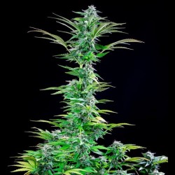 Critical - Royal Queen Seeds femminizzati