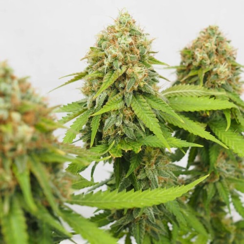 Critical - Royal Queen Seeds femminizzati