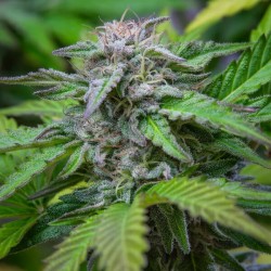 Critical - Royal Queen Seeds femminizzati